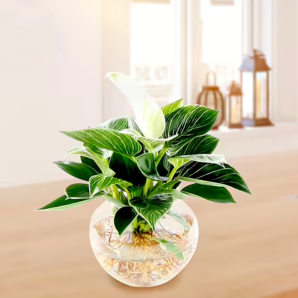 Water Plant Philodendron