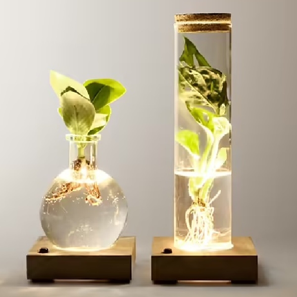 Water Plants with LED lights