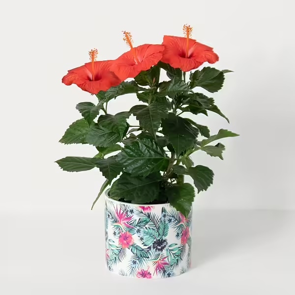 Hibiscus in a pot