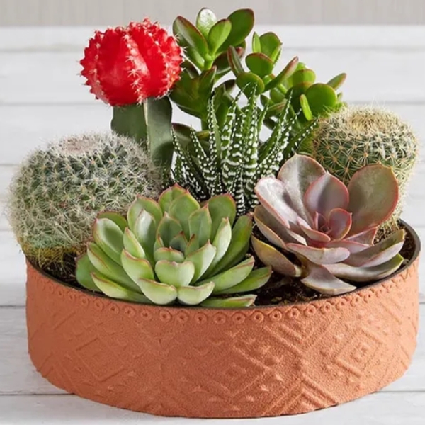 Cactus Dish Garden