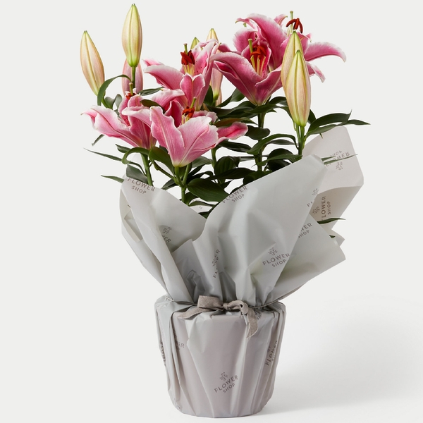 Gift Wrapped Oriental Lily