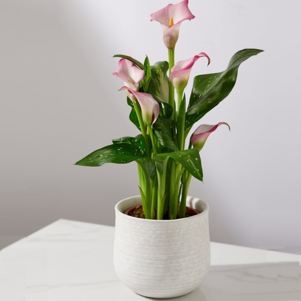 Calla Lily Plant in Ceramic Pot