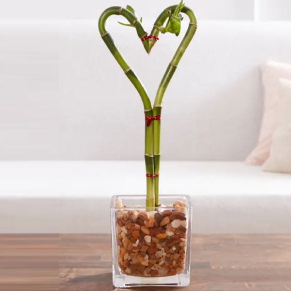 Heart Shaped Bamboo