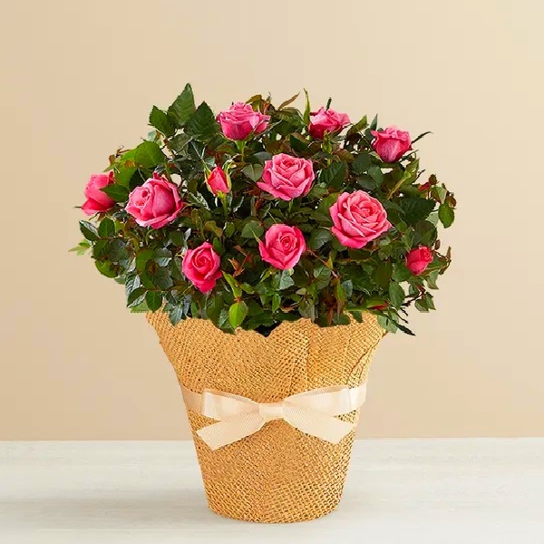 Love Birds Pink Rose Plant