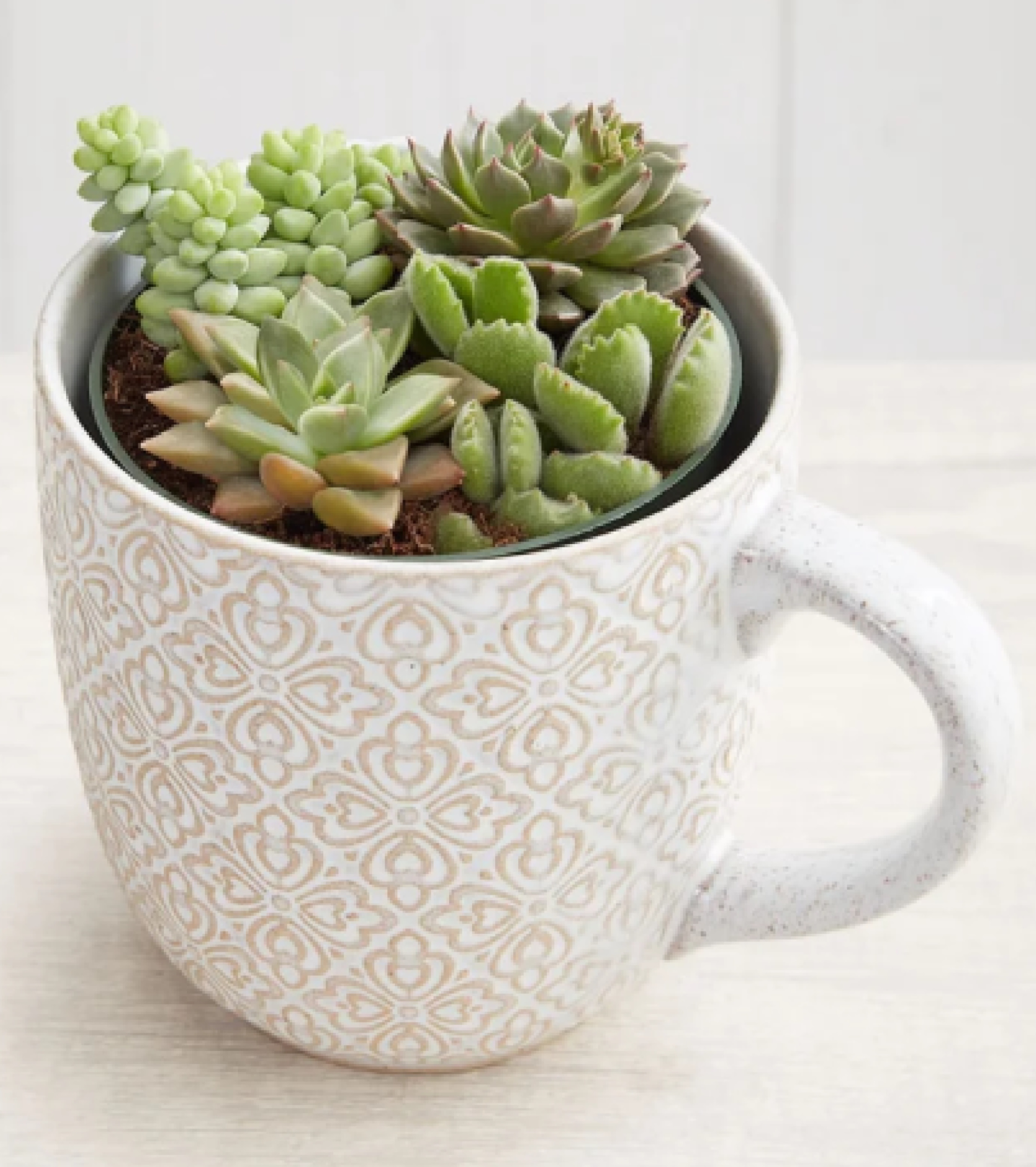 Artisan Mug Succulent Garden