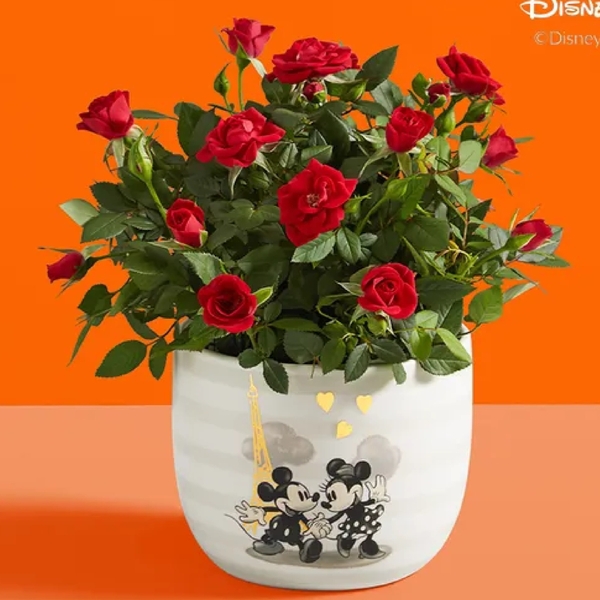 Mickey & Minnie Rose Plant