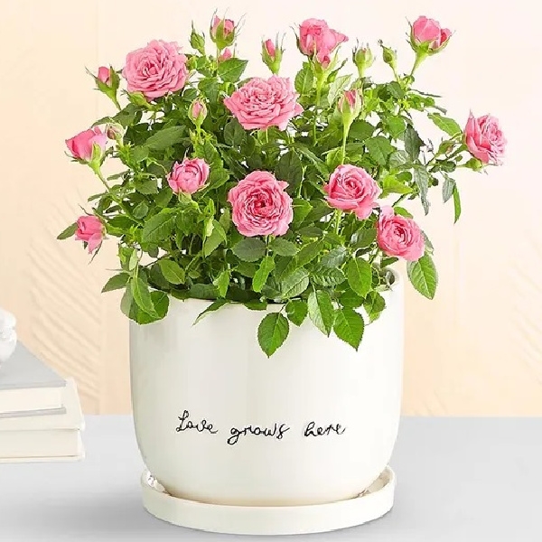 Love Grows Here Pink Rose Plant