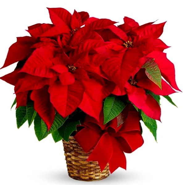 Red Poinsettia